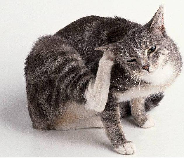 chat_puce.jpg